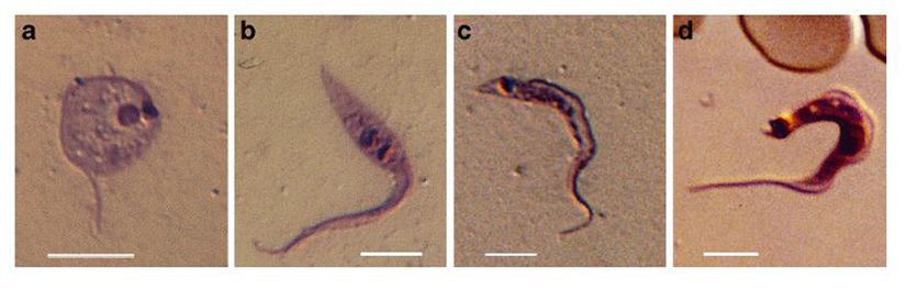 Trypanosoma cruzi'nin gelişim aşamaları. (a) spheromastigot, (b) epimastigot, (c) metasiklik trypamastigot, (d) kanda trypamastigote