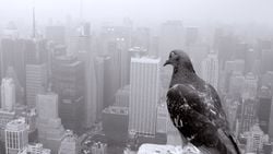 Kuşlar, Şehirlere Adapte Olmak İçin 2 Yönde Evrimleşiyor: Ya Daha Büyük Beyinler, Ya Daha Çok Bebek!