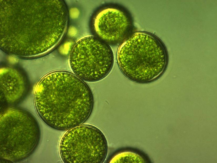 Bir mikroalg kolonisinin 3 boyutlu görünümü