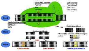 Unlocking The Secrets Of Precision: How Science Is Advancing Safe CRISPR-Cas Editing