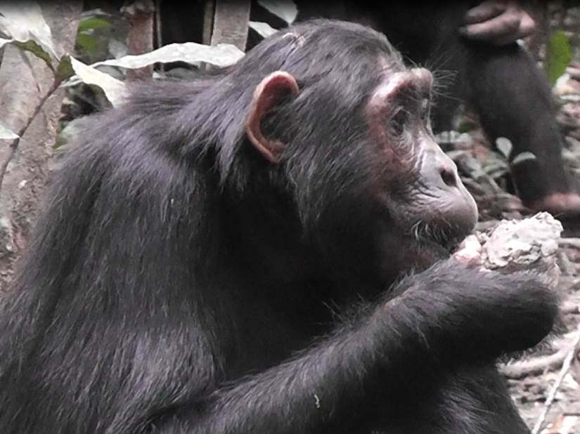 Uganda'nın Budongo ormanında kil yiyen bir dişi şempanze