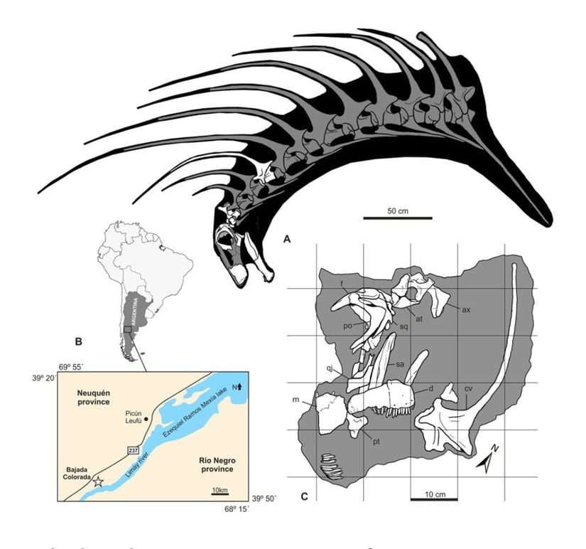 Bajadasaurus rekonstrüksiyonu.