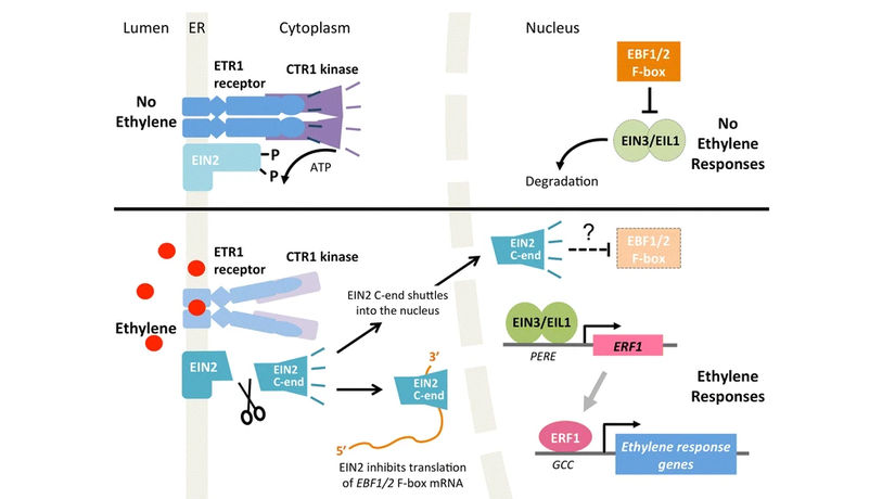 Metinde açıklandığı gibi çekirdek etilen sinyal yolunun modeli: Üstte; etilen sinyalinin yokluğunda, ETR1 izoformu ile temsil edilen etilen reseptörleri, EIN2 fonksiyonunu baskılayan CTR1 protein kinazı aktive eder. Çekirdekte, ana transkripsiyon faktörleri EIN3 / EIL1 degrede olur. Altta; etilen tespit edildiğinde, etilen reseptörleri artık CTR1'i aktive etmez, bu da F-box proteinleri EBF1 / 2'nin protein translasyonunu inhibe eden EIN2 C-END'in proteolitik salınımına neden olur. EIN3 / EIL1 sonuç olarak stabilize edilir ve ERF1 transkripsiyon faktörünü içeren kapsamlı bir transkripsiyonel kademeyi düzenler.
