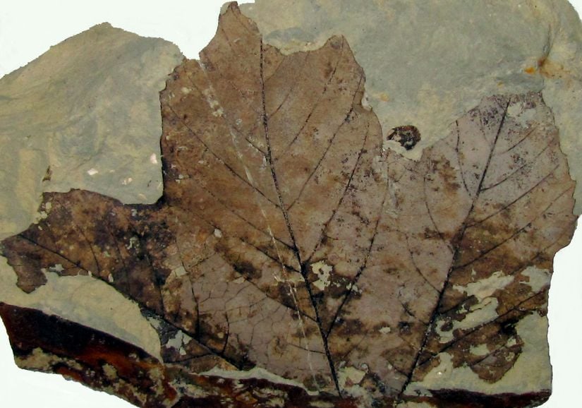 Platanus (Çınar) Yaprağı Fosil Örneği