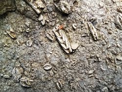 Sanırım bir sürü fosil içeren bir taş buldum, ne yapmalıyım?
