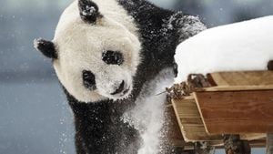 Finnish Zoo Ends Panda Loan Early As Costs Rise