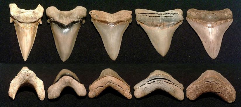 Gerçek Fosillerle Megalodon Dişlerinin Evrimi