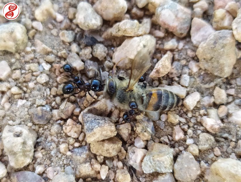 Avrupa bal arısı (Apis mellifera) ile beslenen bir grup karınca (Formicidae sp.), Kırklareli.