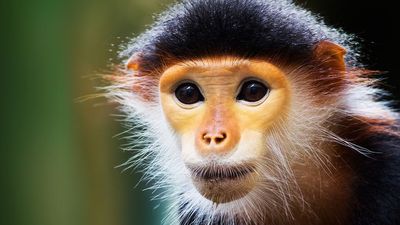 Soyu Tükenme Tehlikesi Altındaki Primatlar