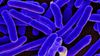 Deneysel Evrim: Lenski'nin Uzun Dönem ''E. coli'' Deneyi