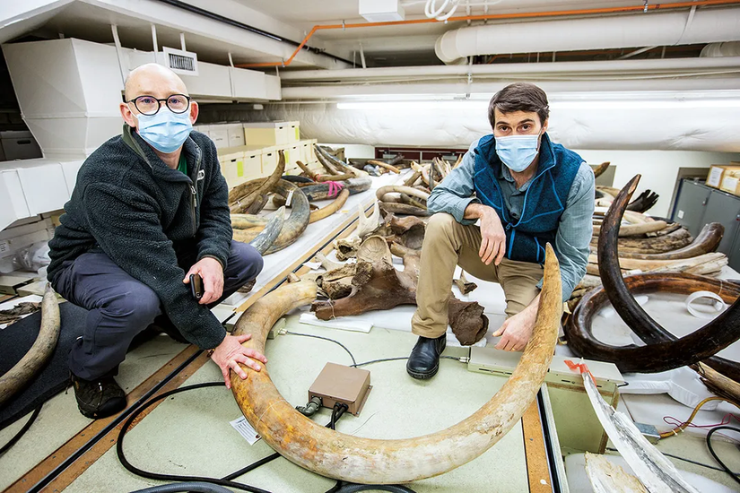 Araştırmacılar Matthew Wooller (solda) ve Patrick Druckenmiller, Alaska Üniversitesi Kuzey Müzesi'ndeki mamut dişleri koleksiyonunun arasındayken.
