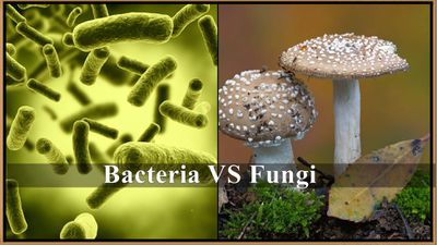 Bakteri ve Mantarlar, Toprak İçerisinde Küresel Bir Savaş Halindeler!