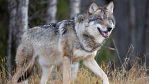 Colorado Faces Mixed Emotions Over Wolf Reintroduction