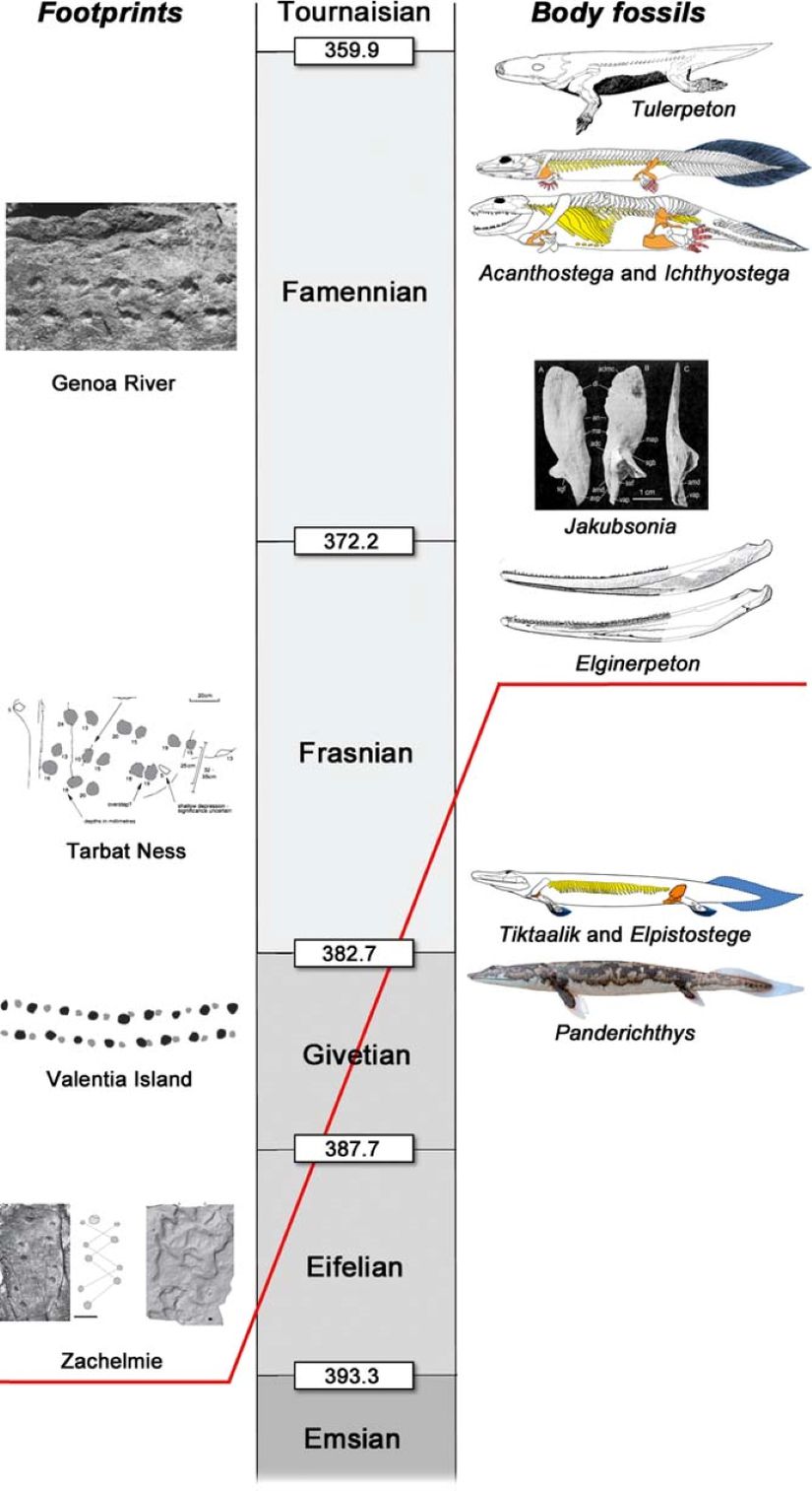 Bulunan ayak izleri ve fosiller. Tarihlere göre solda ayak izleri, sağda fosiller. Kırmızı çizgi, tetrapod fosil ve ayak izleri arasındaki uyuşmazlığı gösteriyor.