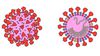 Bir Koronavirüsün Evrimi: Yarasalardan İnsanların Akciğerlerine SARS-CoV-2 Nasıl Evrimleşti?