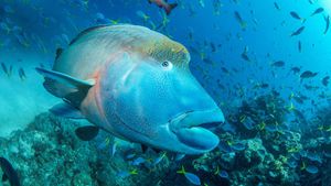 Great Barrier Reef Faces Unprecedented Heat Threat