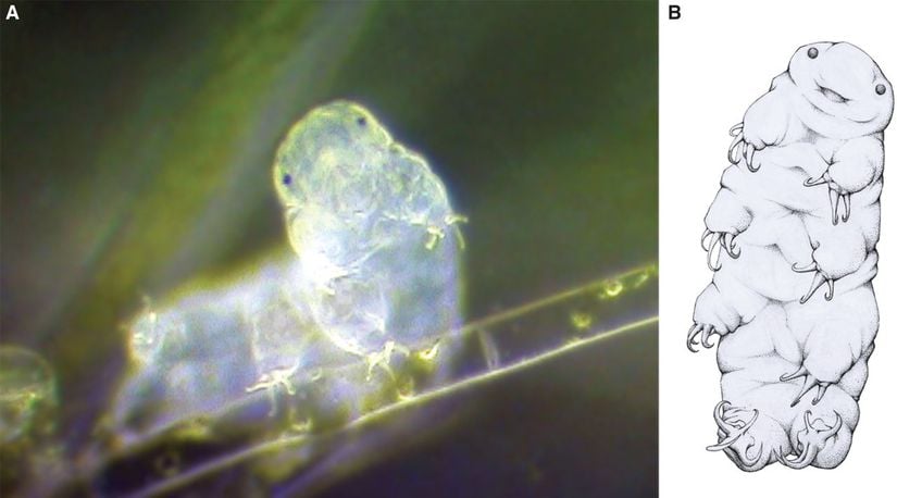 a) Streomikroskop altında fotoğrafı çekilen Hypsibius exemplaris b) anlaşılabilirlik sağlamak adına H. exemplaris'in illüstrasyonu