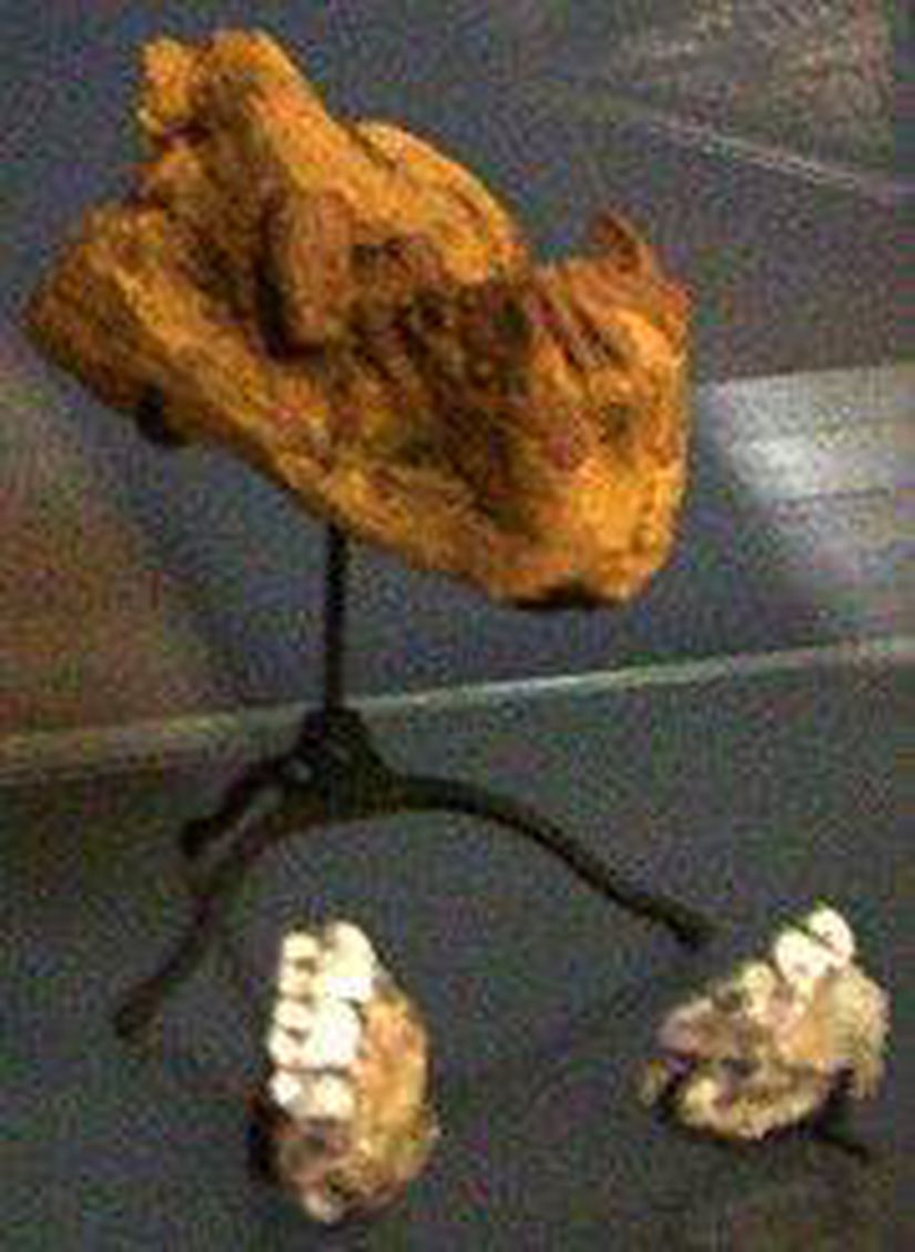 Kenyapithecus (Fosil)