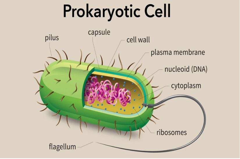 Bu şekil, bir prokaryotik hücrenin genelleştirilmiş yapısını göstermektedir.