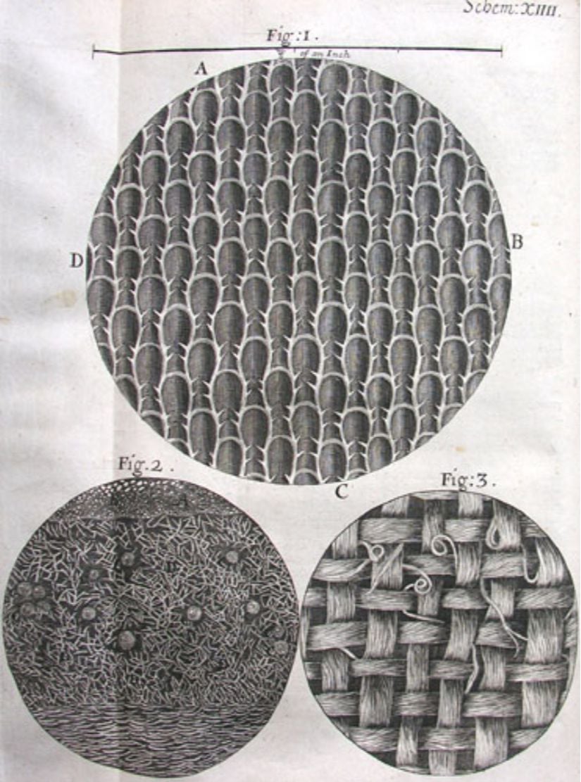 Robert Hooke'un &quot;Micrographia&quot; adlı eserinden.