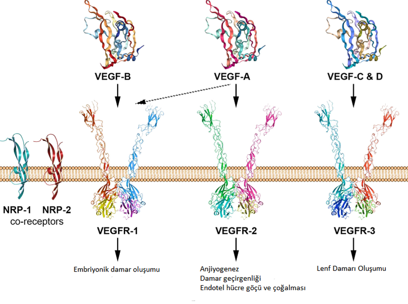 VEGF türlerinin bağlandıkları reseptörler ve stimüle ettikleri olaylar.