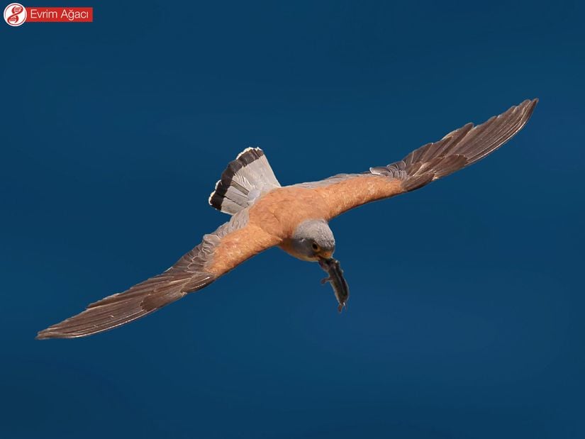 Sırtındaki ve kanatlarındaki siyah noktaların bulunmadığı küçük kerkenez (Falco naumanni) türü ile karıştırılmamalıdır.
