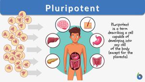 Molecular Versatility In Stem Cells