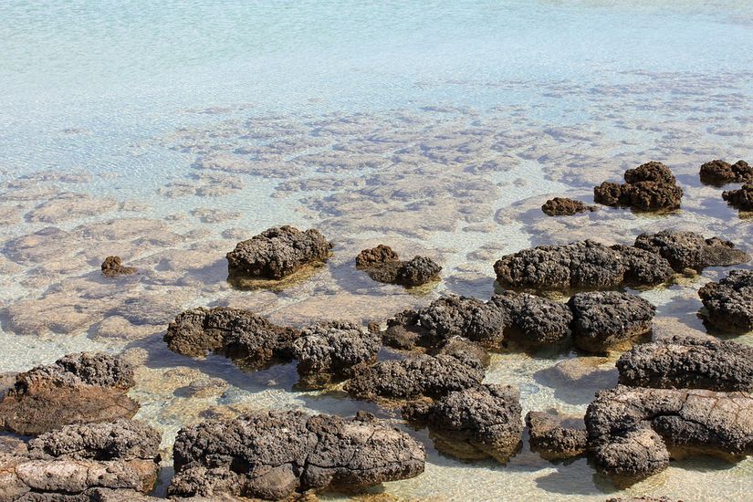 Stromatolitler