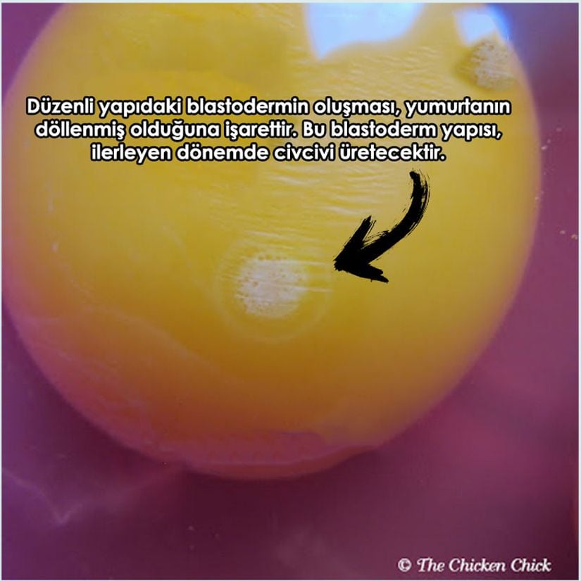 Döllenmiş yumurta... Blastoderm çok daha düzgün yapılıdır ve belirgindir.
