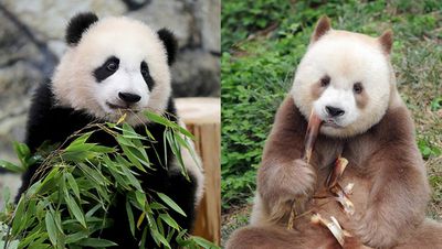 Bazı Pandalar Neden Kahverengidir? Kahverengi Dev Panda Alt Türü ile Tanışın!