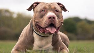 XL Bully Dog Breed Under Fire Amid Safety Debates