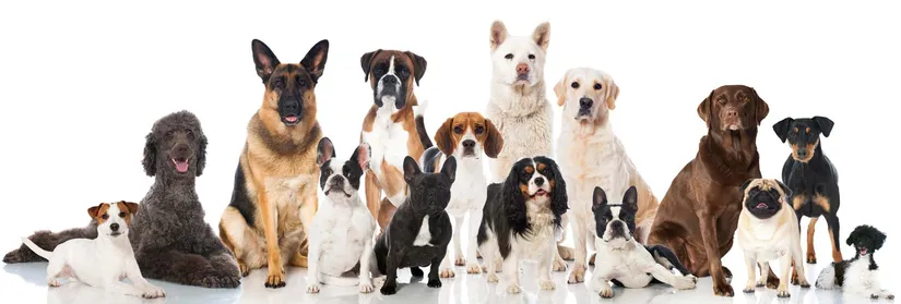 Köpekler arasında muazzam bir çeşitlilik söz konusudur. Bu, Yapay Seçilim yoluyla evrimin gücünün en net göstergelerinden birisidir.