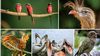 Kuşlara Ait En Kapsamlı Evrim Ağacı, Kuşların Evrimsel Tarihini Aydınlatıyor!