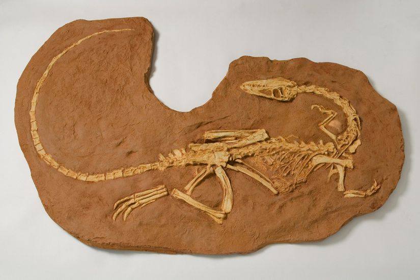Bahsi geçen Coelophysis fosil kayıtlarından bir tanesi. Göğüs kafesinin içindeki kemikleri görebilirsiniz