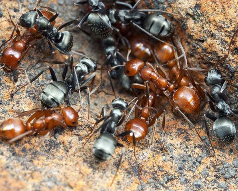 Görsel 1. Zorunlu köle yapıcı Polyergus breviceps (kırmızı karıncalar), sürülerindeki Formica argentea’dan (siyah karıncalar) kolayca ayırt edilebiliyor.
