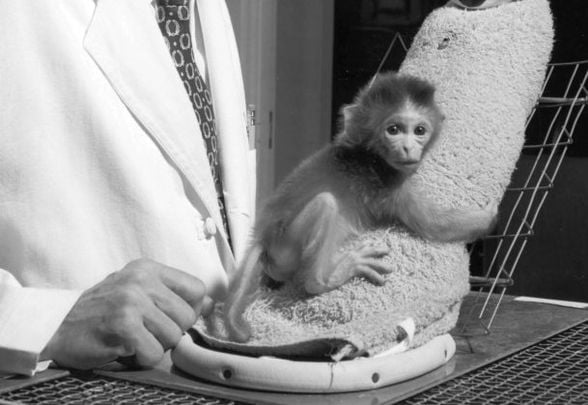 Harlow'un makak maymunu kumaş anneye sarılırken
