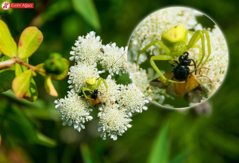 Çiçeğin üzerinde nektar toplamaya gelen avının iç organlarını enzimleri ile parçaladıktan sonra emen birey.
