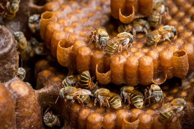 "Melipona domestica" türü arılar, daha yuvarlak ve silindirik bal petekleri inşa ederler.