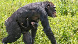 Babalık Testleri Bile %99 Sonuç Vermeyebilirken, Şempanzelerle Nasıl %98.77 Akrabayız?