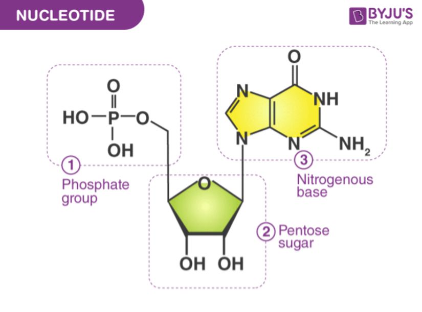 Görsel 13: Bir nükleotidin yapısı.