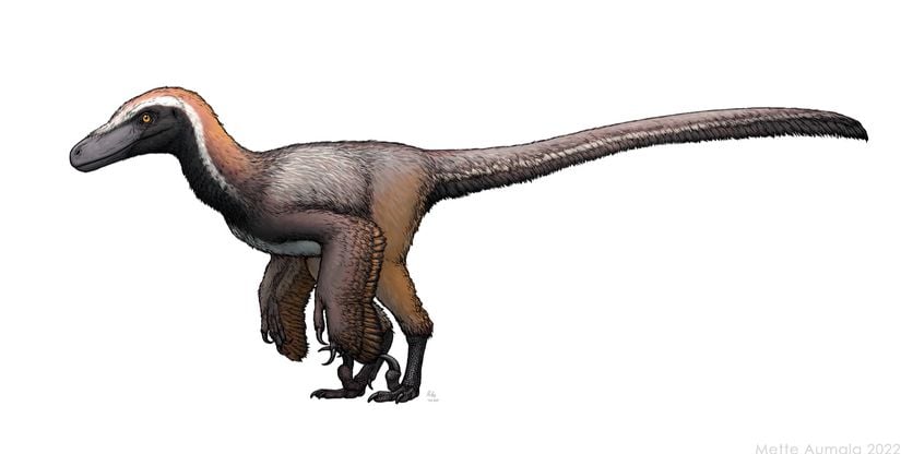 Pyroraptor olympius türünün bilimsel açıdan tutarlı illüstrasyonu.