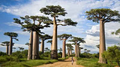 Baobab Ağaçları Neden Böylesine Tuhaf Görünürler? Baobablar Kuraklıkla Nasıl Baş Ederler?
