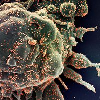 Yeni Koronavirüs İnsanlığa Saldırıyor