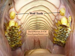 Atların süt dişleri var mıdır? Varsa yeni gelen molar dişler nasıl gelişerek bildiğimiz o görüntüyü oluşturur?