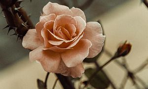 Unveiling The Mystery Of Roses And Their Thorns