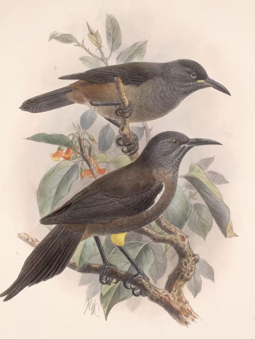 Smithsonian Enstitüsü Laysan'ın Avifaunası’ndan Hollandalı J.G. Keulemans tarafından 1893 yılında yapılan Kauaʻi ʻōʻō kuşunun bir resmi.