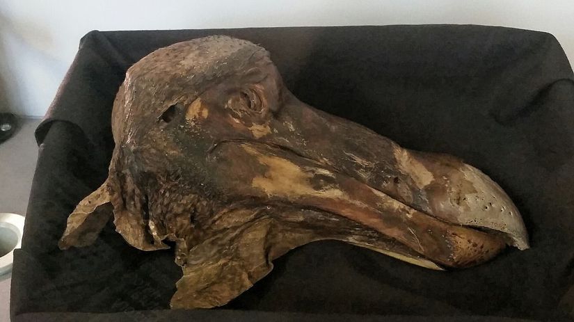 Günümüze kalan tek yumuşak dokusu Oxford doğa tarihi müzesinde bulunan bir kafadır