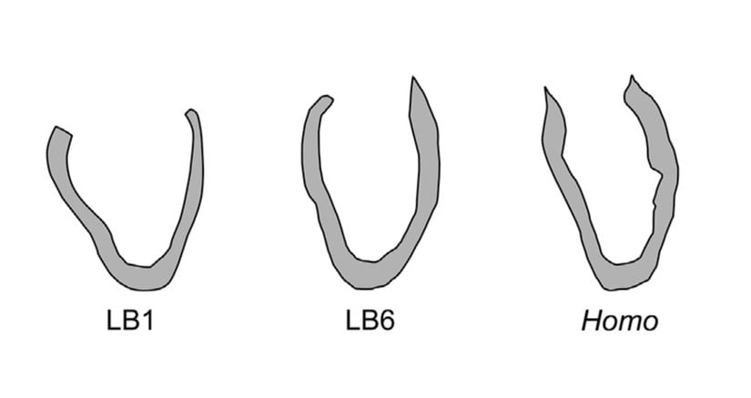 LB1 - LB2 ve Homo Sapiens Mandibulaları