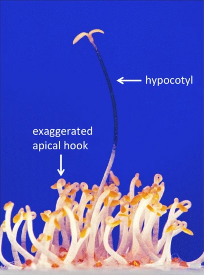 Arabidopsis'te üçlü yanıt deneyi; etilen yanıtlı mutantların taranması için hızlı bir yöntemdir. Ekzojen etilen mevcudiyetinde agar ortamında çimlenen, karanlıkta yetişen yabani tip fideler üçlü tepki fenotipini gösterir: kısa ve kalın bir hipokotil, şekilde etiketlenmiş olan abartılı bir apikal kanca ve bu resimde görünmeyen kısa bir kök. Yaklaşık 1 cm uzunluğunda tek uzun fide, şekilde etiketlenmiş olan uzun ve ince bir hipokotile ve apikal kancası olmayan, etilene duyarsız bir mutanttır.