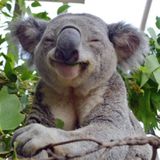 Meraklı Koala